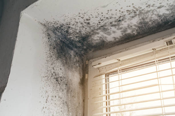 Affordable Crawl Space Mold Removal solutions in Bahama, NC